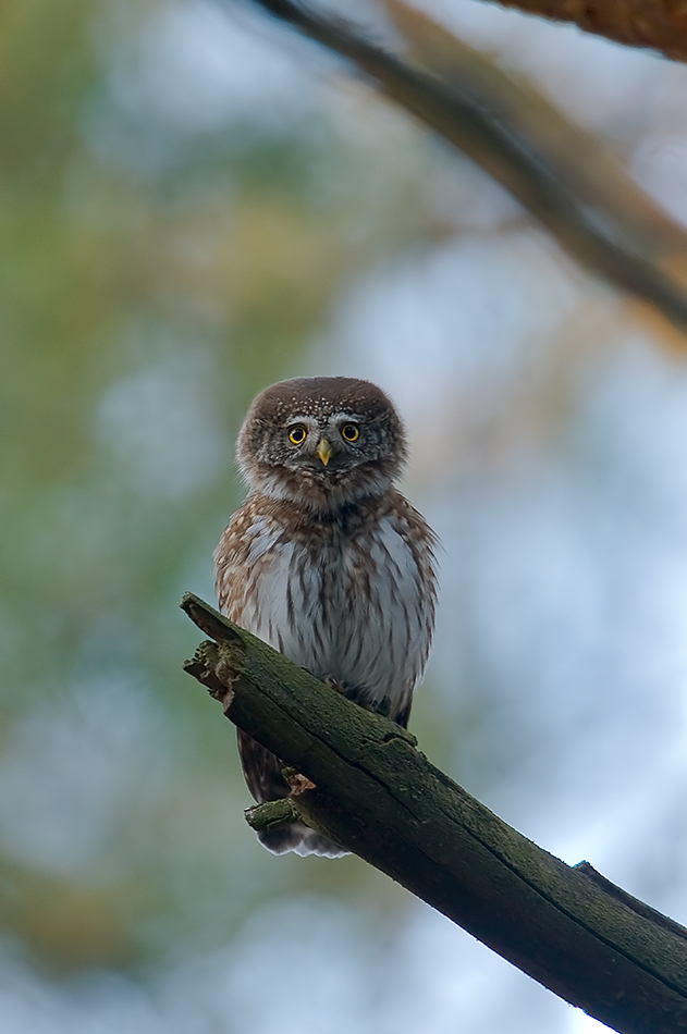 Sóweczka