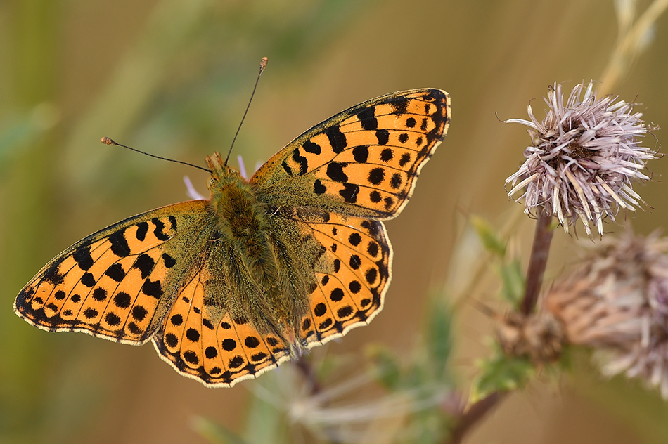 Dostojka latonia