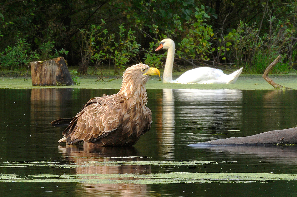 Bielik i łabędź Niemy