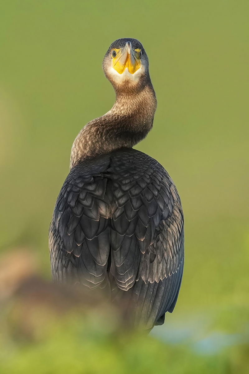 Kormoran