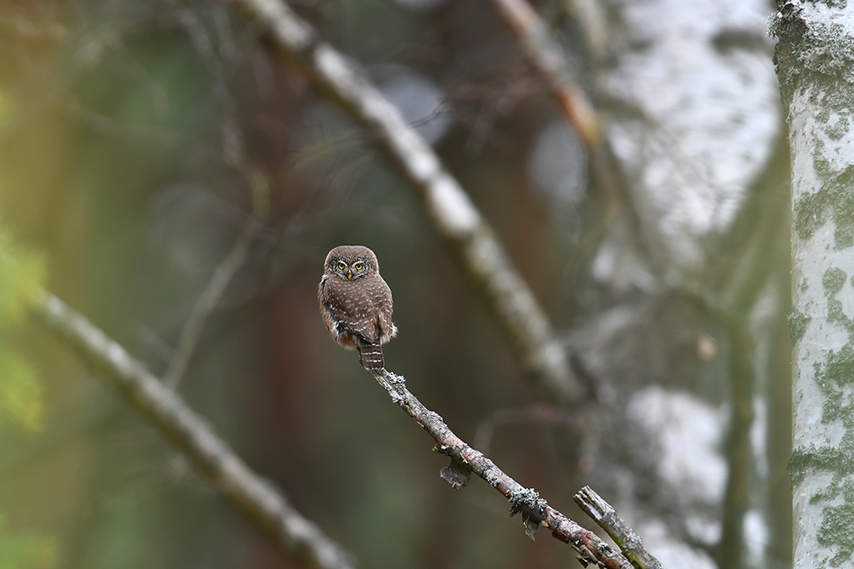 Sóweczka