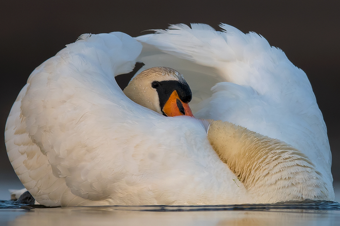 Łabędź niemy