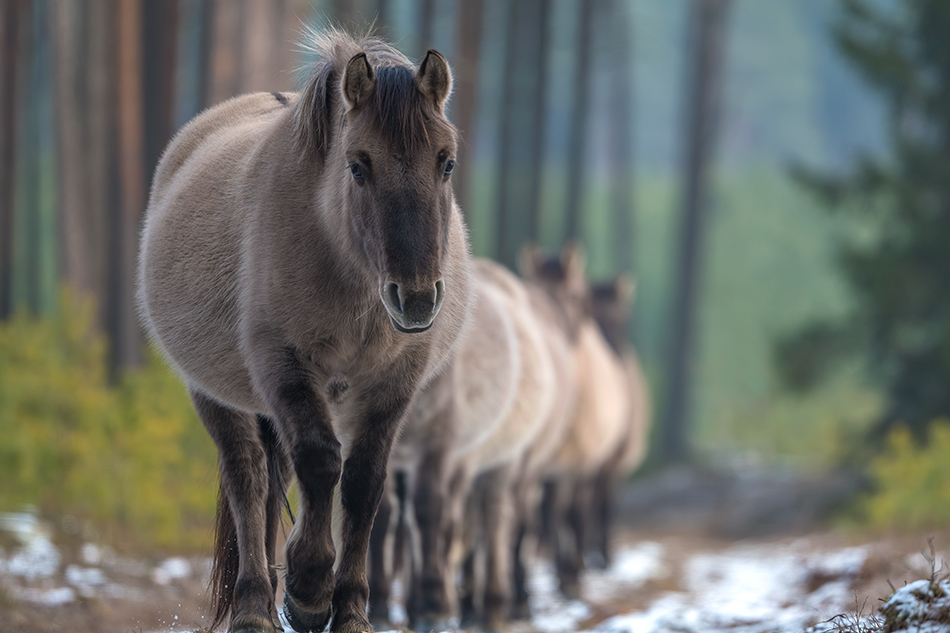 Konik polski