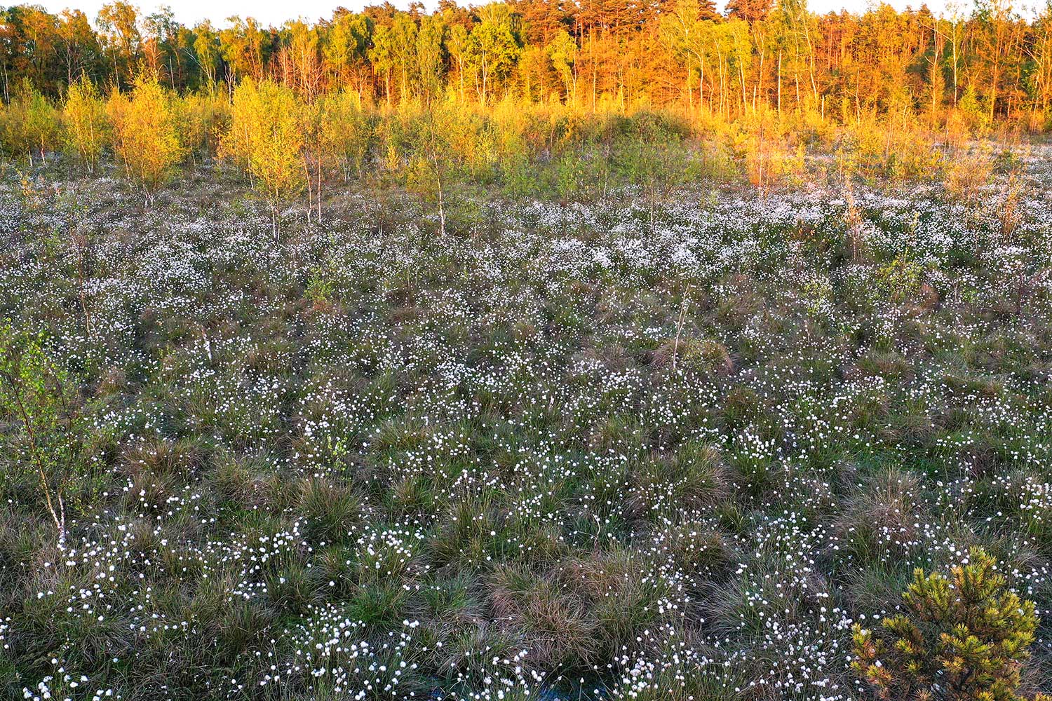 Wełnianka Wąskolistna