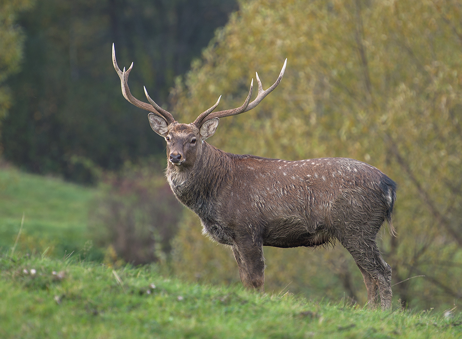 Jeleń Sika