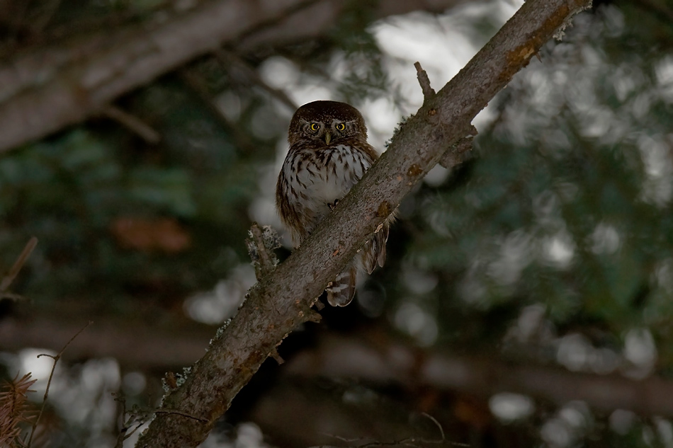 Sóweczka