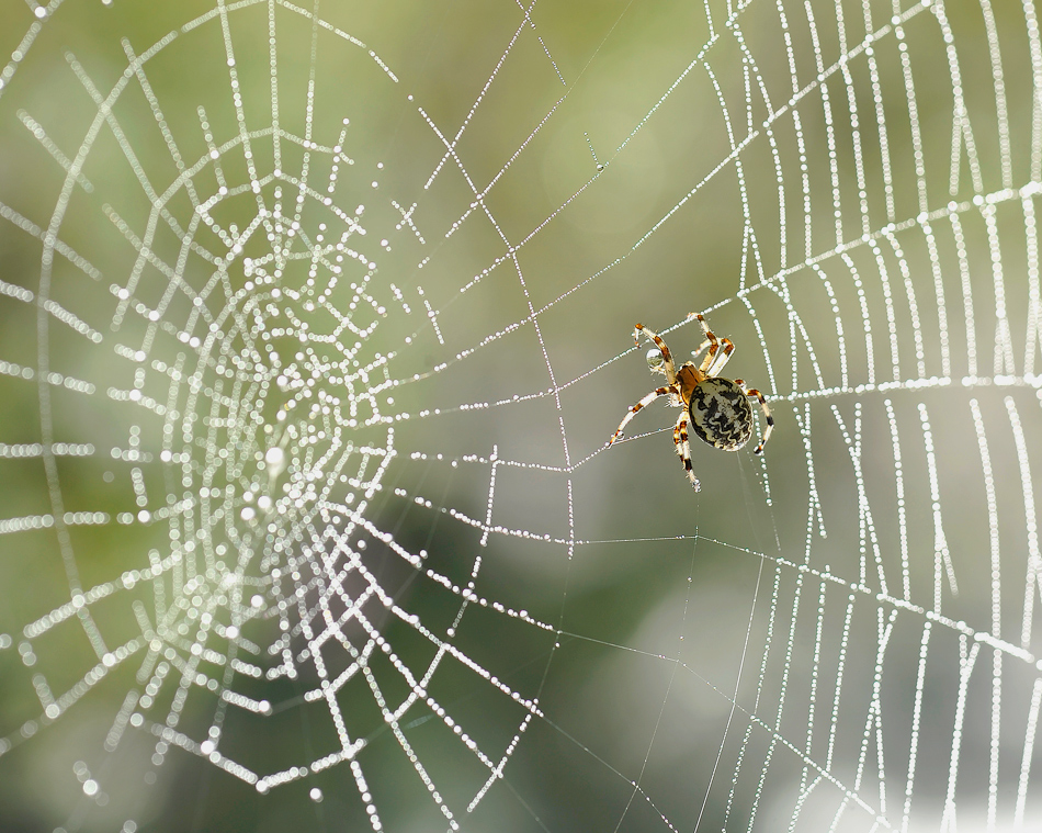 Pająk krzyżak