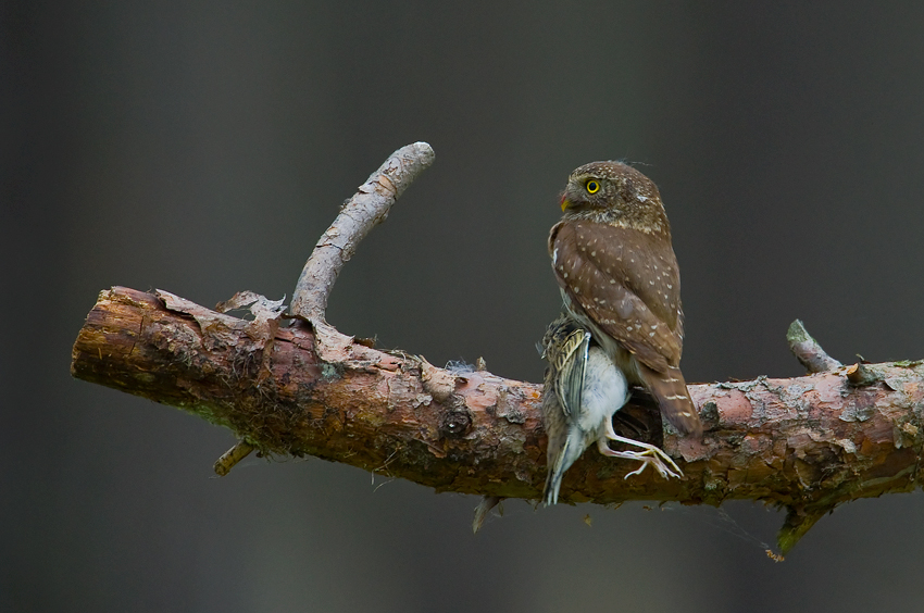 Sóweczka