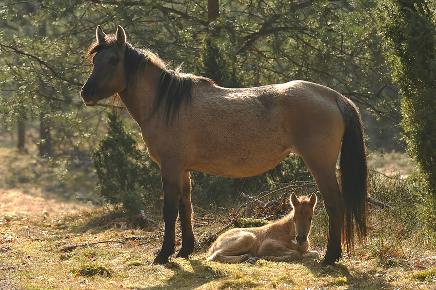Konik polski
