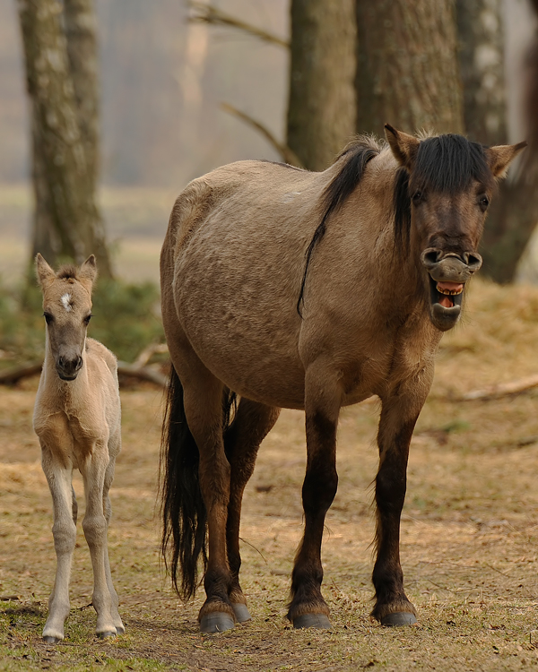 Konik polski