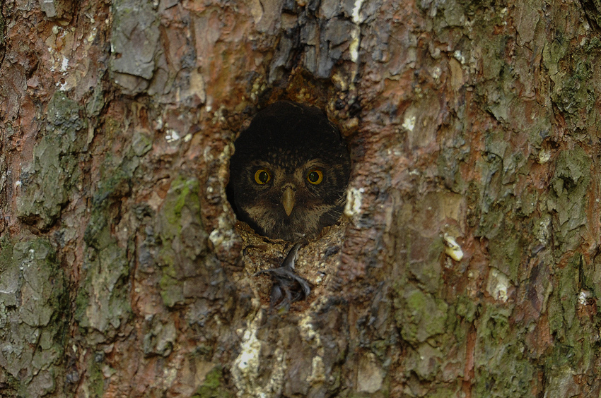 Sóweczka