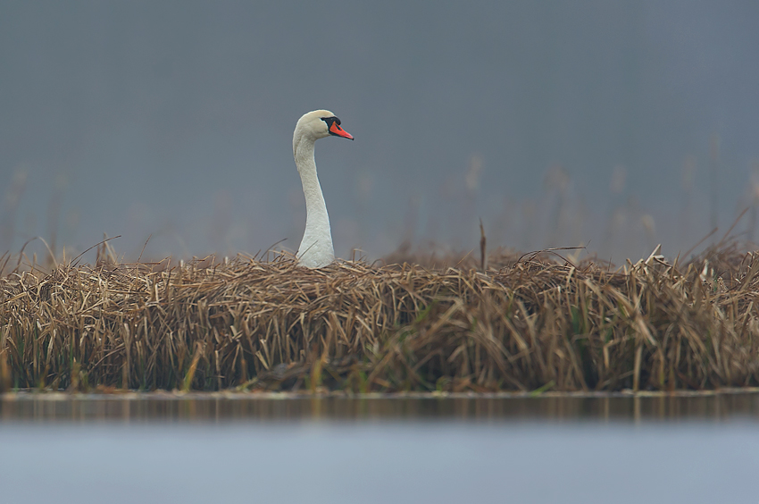 Łabędź Niemy