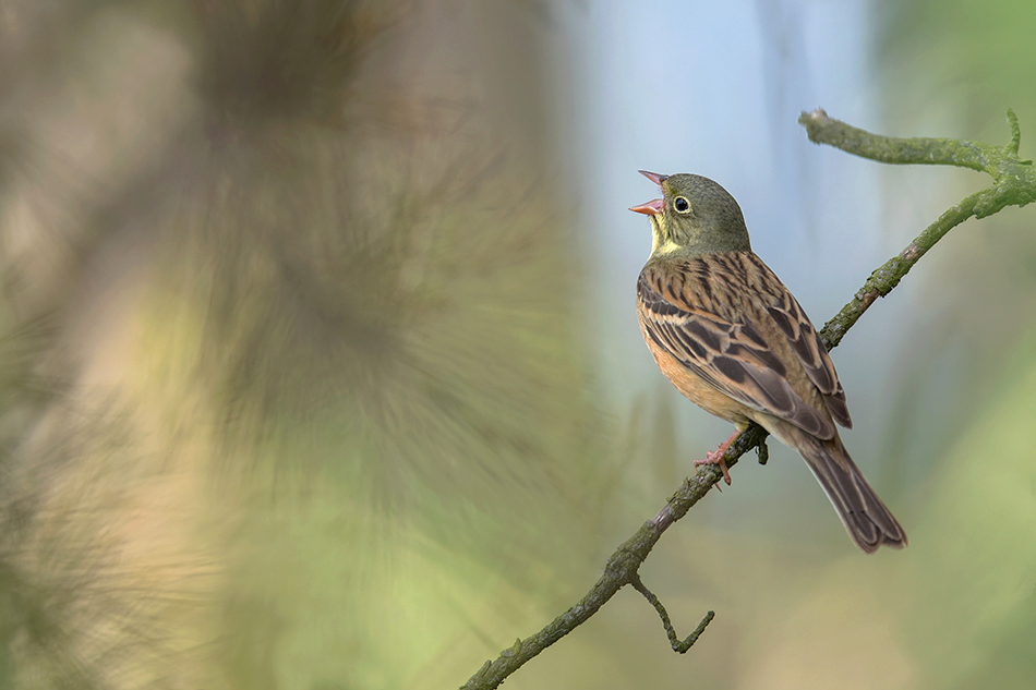 Ortolan