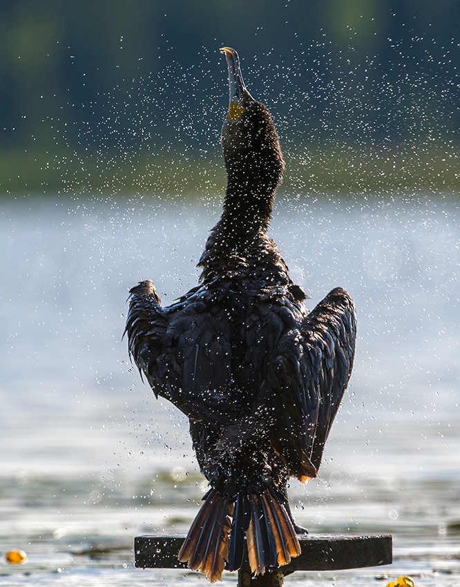 Kormoran Czarny