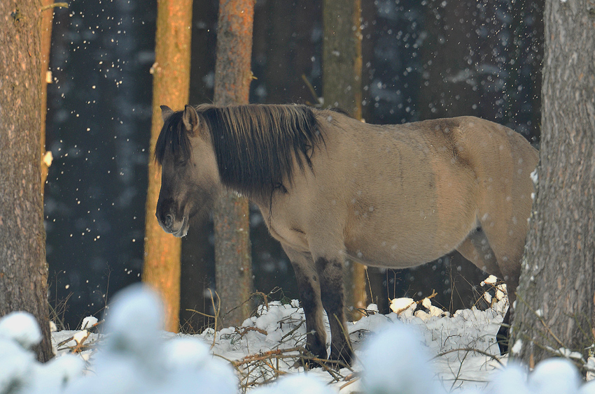 Konik polski