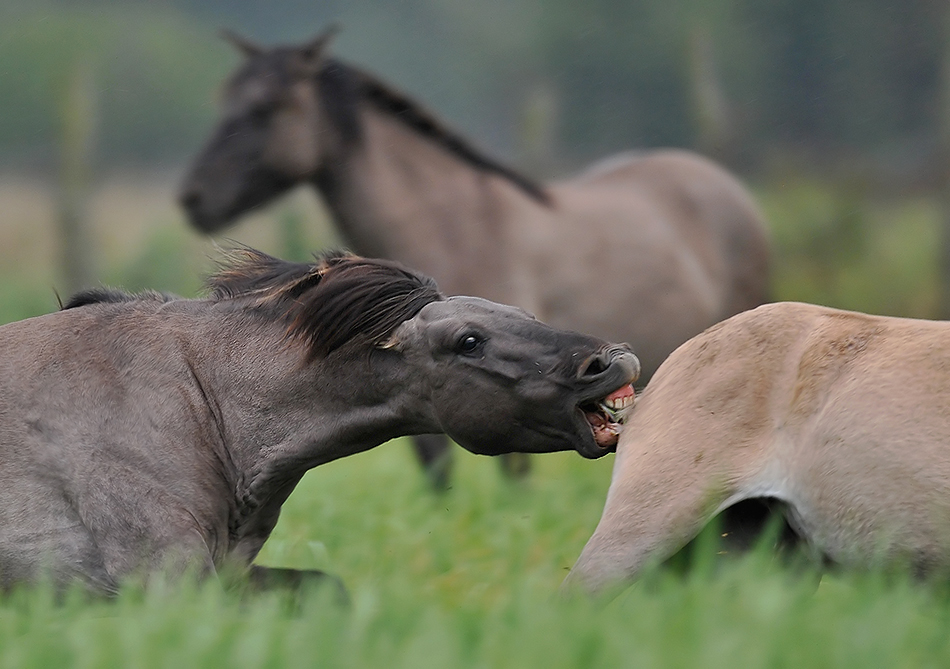 Konik polski