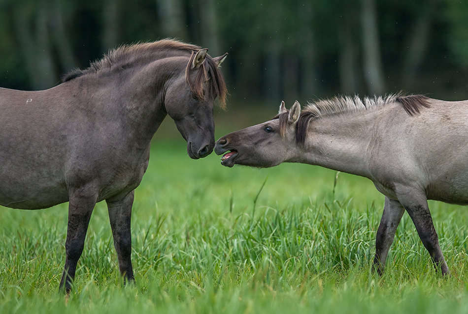 Konik polski