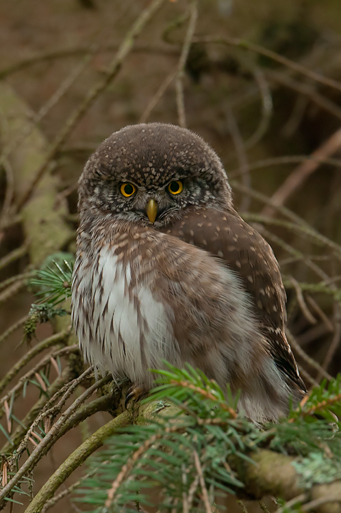 Sóweczka