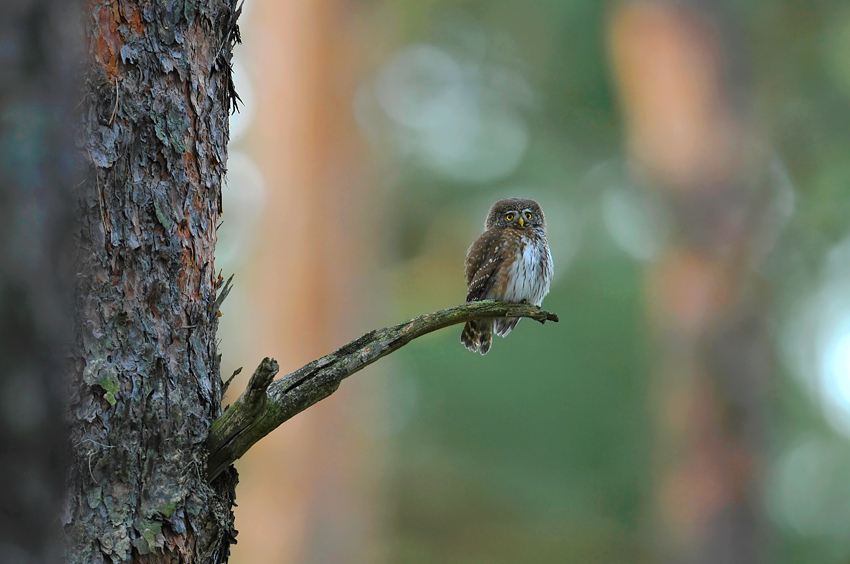 Sóweczka