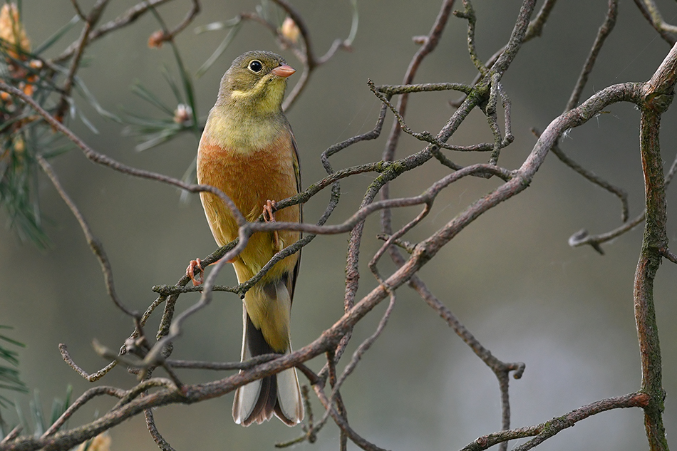 Ortolan