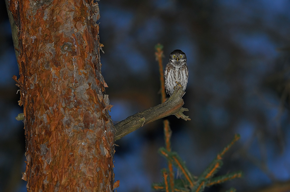 Sóweczka