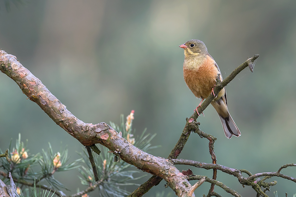 Ortolan