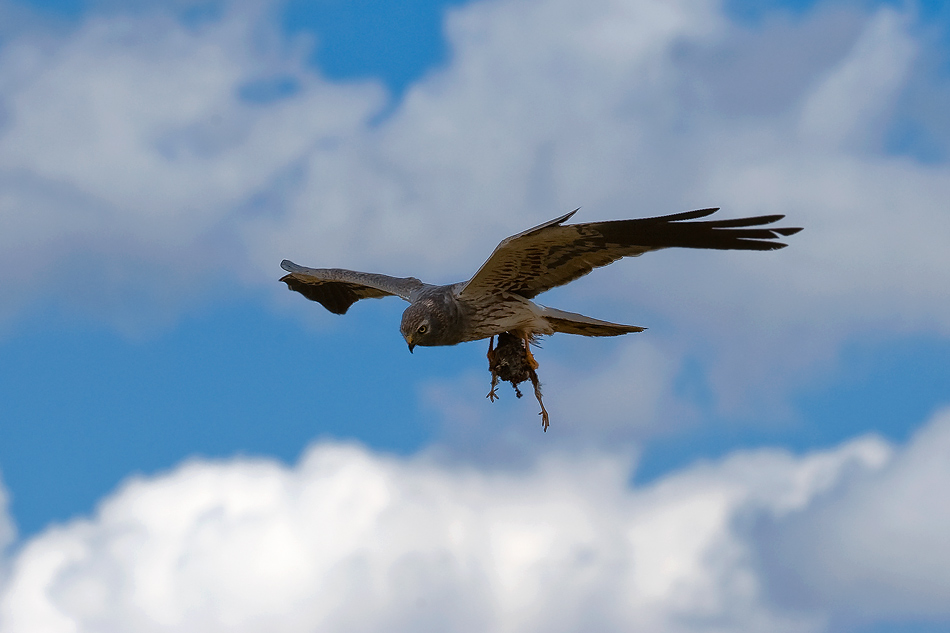 Błotniak łąkowy samiec