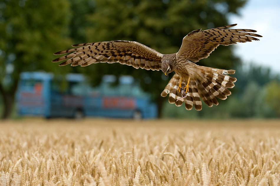 Błotniak łąkowy samica