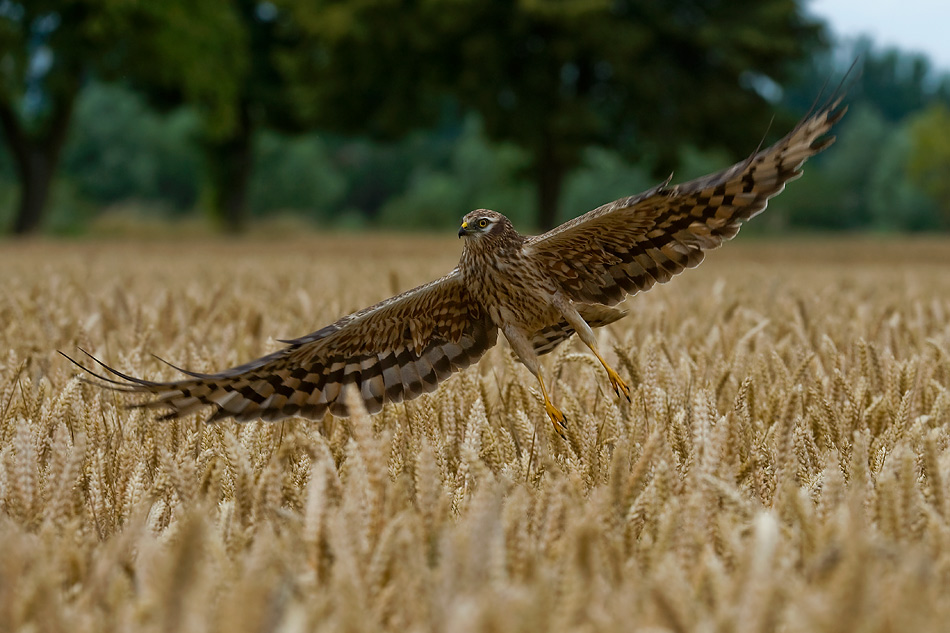 Błotniak łąkowy samica