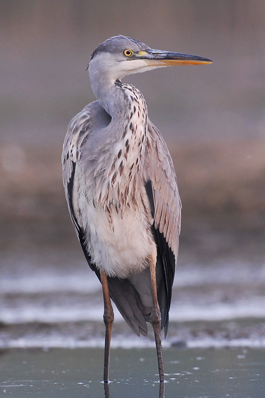 Czapla siwa