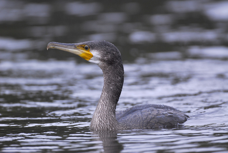 Kormoran Czarny