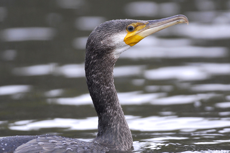 Kormoran Czarny