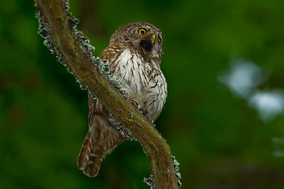 Sóweczka