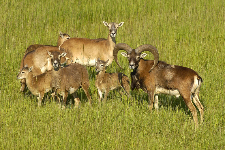 Muflon