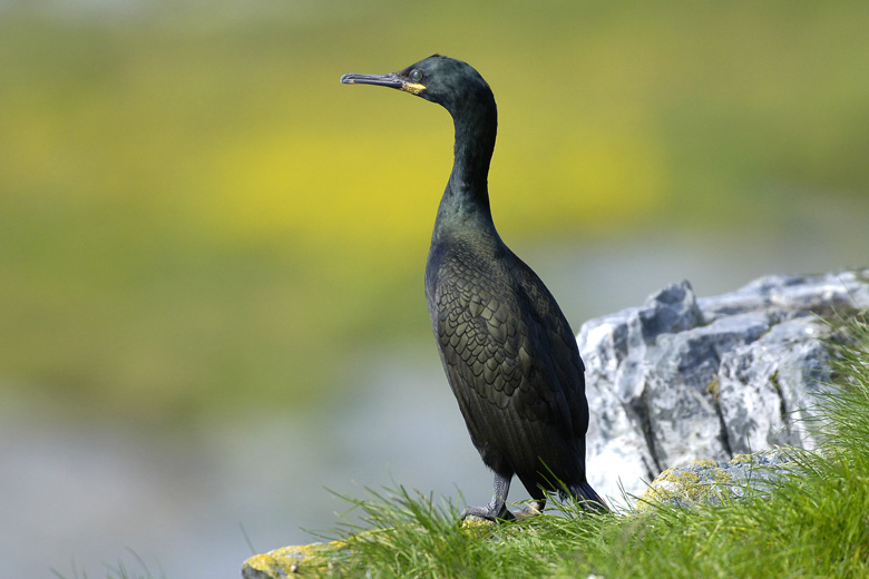 Kormoran Czubaty