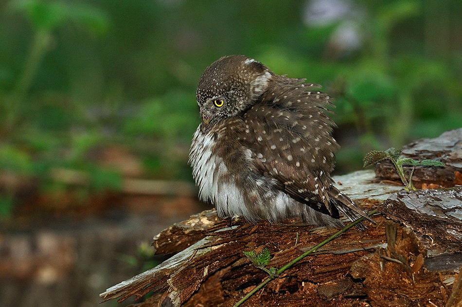 Sóweczka