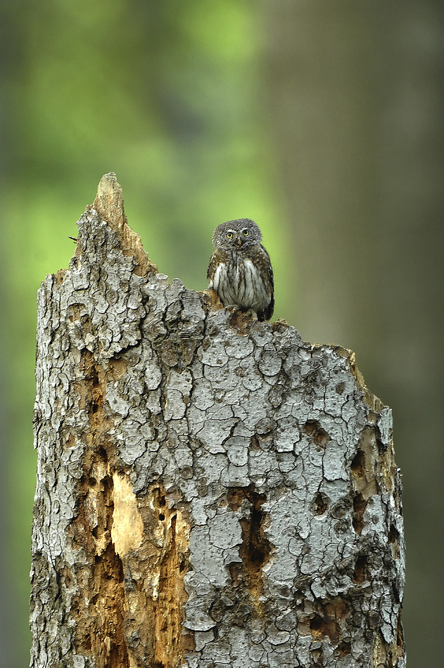 Sóweczka
