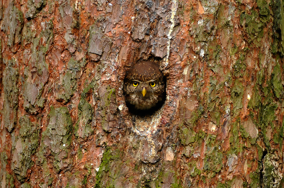 Sóweczka