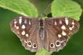 Osadnik egeria