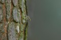 Sóweczka