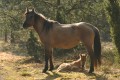 Konik polski