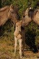 Konik polski