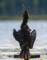 Kormoran Czarny