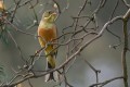 Ortolan