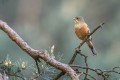 Ortolan