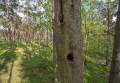 Włochatka