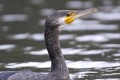 Kormoran Czarny