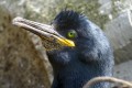 Kormoran Czubaty