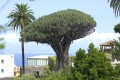 Dracena Smocza