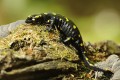 Salamandra plamista